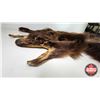 Image 2 : Bear Rug (Measures : 65"L x 54"W)