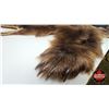 Image 3 : Bear Rug (Measures : 65"L x 54"W)