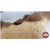 Image 7 : Bear Rug (Measures : 65"L x 54"W)
