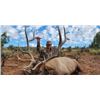 Image 1 : Fully Guided Trophy Elk Hunt in GMU 6C New Mexico w/  Superior Outfitters