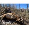 Image 3 : Fully Guided Trophy Elk Hunt in GMU 6C New Mexico w/  Superior Outfitters