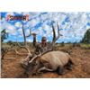 Image 4 : Fully Guided Trophy Elk Hunt in GMU 6C New Mexico w/  Superior Outfitters
