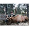 Image 5 : Fully Guided Trophy Elk Hunt in GMU 6C New Mexico w/  Superior Outfitters