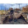 Image 9 : Fully Guided Trophy Elk Hunt in GMU 6C New Mexico w/  Superior Outfitters