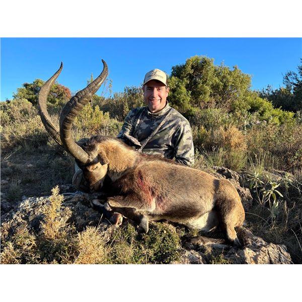 Two Spanish Southeastern Ibex (Trophy + Management)