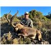 Image 1 : Two Spanish Southeastern Ibex (Trophy + Management)