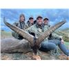 Image 4 : Two Spanish Southeastern Ibex (Trophy + Management)