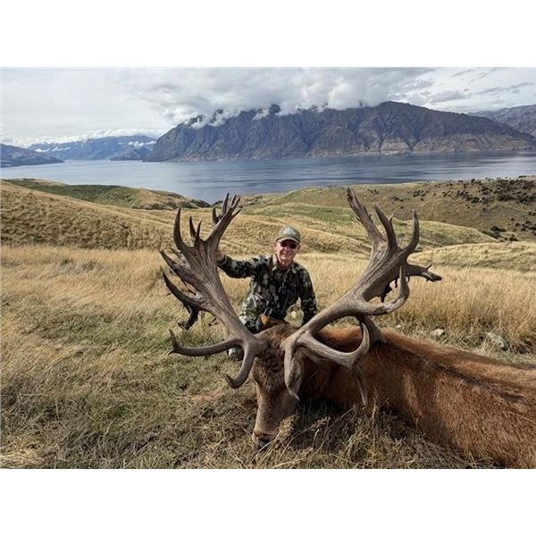 New Zealand Trophy Stag