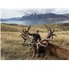 Image 1 : New Zealand Trophy Stag