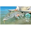 Image 4 : Bonefishing Trip in the Bahamas
