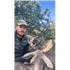 Image 1 : Old Mexico Coues Deer