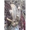 Image 2 : Old Mexico Coues Deer
