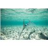 Image 6 : Abaco Bahamas - Base Camp for Fishing or Quiet Vacation