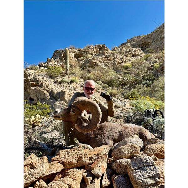 Sonora Desert Bighorn Ram