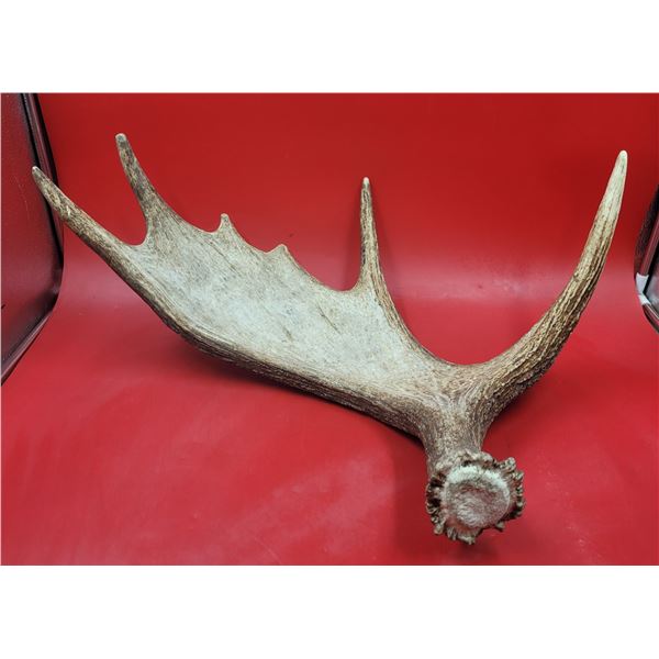 Moose Antler Shed