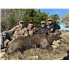 Image 1 : 2 Day - California Hog hunt for 4 people
