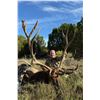 Image 1 : 12 Day Trophy Velvet Bull Elk on the Acoma Pueblo
