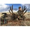 Image 1 : 5 Day SW Colorado Velvet Muley Buck Hunt