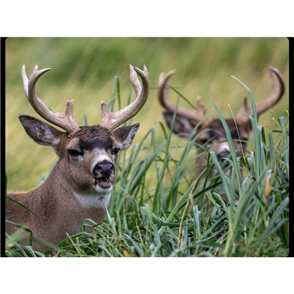 2027 Archery Sitka Blacktail Deer Hunt for two hunters - Kodiak Island