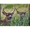 Image 1 : 2027 Archery Sitka Blacktail Deer Hunt for two hunters - Kodiak Island
