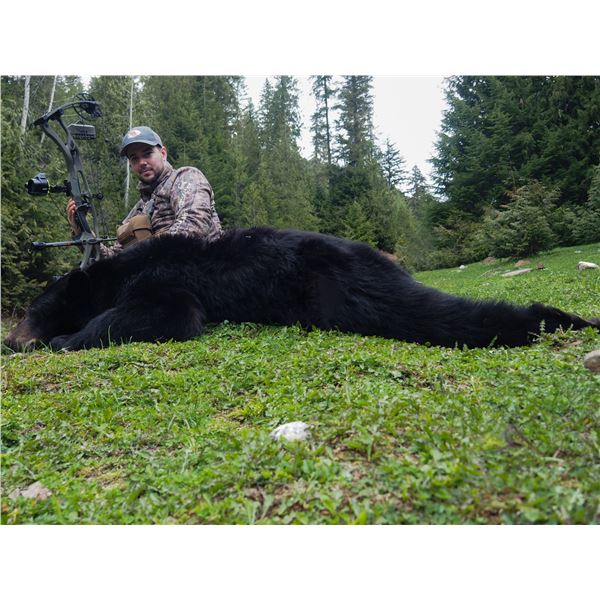 8 Day Southern BC Black Bear Hunt 1x1