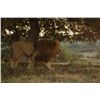Image 1 : Lion Hunt Zimbabwe 1 hunter 2027-