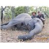 Image 10 : Chirisa Zimbabwe 14 day 2 hunters 2 tuskless Elephant 2 Buffalo hunt for 2 hunters 2026