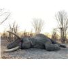 Image 7 : Chirisa Zimbabwe 14 day 2 hunters 2 tuskless Elephant 2 Buffalo hunt for 2 hunters 2026