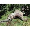Image 9 : Chirisa Zimbabwe 14 day 2 hunters 2 tuskless Elephant 2 Buffalo hunt for 2 hunters 2026