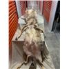 Image 1 : Large Coyote hide with feet on