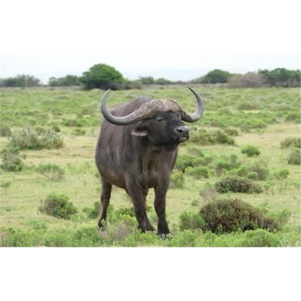 Chirisa Zimbabwe 2 Hunter- 2 Buffalo 10 days 2027