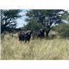 Image 2 : Chirisa Zimbabwe 2 Hunter- 2 Buffalo 10 days 2027