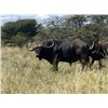 Image 3 : Chirisa Zimbabwe 2 Hunter- 2 Buffalo 10 days 2027