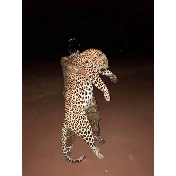 14 day Leopard Hunt in the Insiza area of Zimbabwe -2027 with Dogs