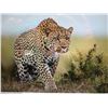 Image 5 : 14 day Leopard Hunt in the Insiza area of Zimbabwe -2027 with Dogs