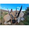 Image 3 : Spiral Horned Slam South African Hunt for 1 hunter 10 day South Africa 2026,2027