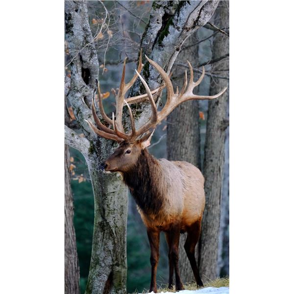 Trophy Bull Elk 350-inch Michigan Bull Elk