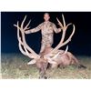 Image 2 : Trophy Bull Elk 350-inch Michigan Bull Elk
