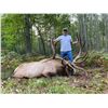 Image 5 : Trophy Bull Elk 350-inch Michigan Bull Elk