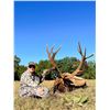 Image 8 : Trophy Bull Elk 350-inch Michigan Bull Elk