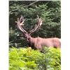 Image 9 : Trophy Bull Elk 350-inch Michigan Bull Elk