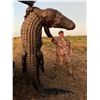 Image 3 : Alligator Hog hunt for 2 hunters 2 days Sebring Florida