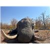 Image 10 : 2 Trophy Bull Elephant 2 hunters-Insiza Zimbabwe 21 days 2027