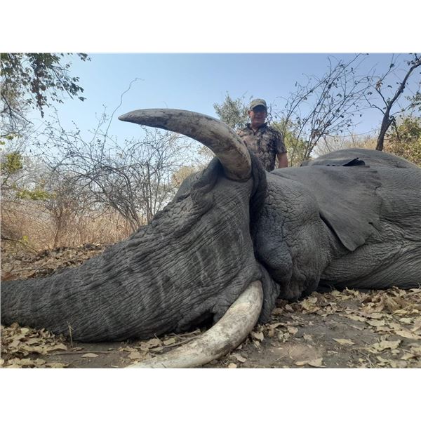 2 Trophy Bull Elephant 2 hunters-Insiza Zimbabwe 21 days 2027