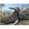 Image 1 : 2 Trophy Bull Elephant 2 hunters-Insiza Zimbabwe 21 days 2027