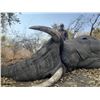 Image 5 : 2 Trophy Bull Elephant 2 hunters-Insiza Zimbabwe 21 days 2027