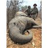 Image 11 : Chirsa, Zimbabwe 2 Buffalo 1 tuskless Elephant 14 Days 2 Hunters 2026