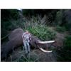 Image 13 : Maitengwe Executive Jumbo Bull Elephant hunt for 1 hunter 10 Days September- October 2027