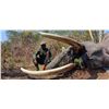 Image 14 : Maitengwe Executive Jumbo Bull Elephant hunt for 1 hunter 10 Days September- October 2027