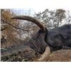 Image 15 : Maitengwe Executive Jumbo Bull Elephant hunt for 1 hunter 10 Days September- October 2027